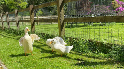 ducklings-pairs-scotland-HQ