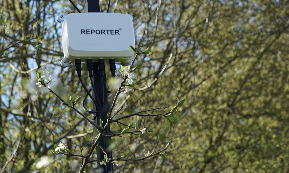 Reporter with a tree branch featuring white blossoms