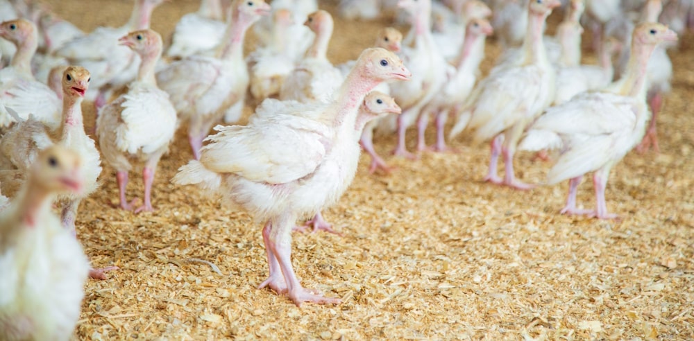 teenage broiler chickens on wood shavings bedding