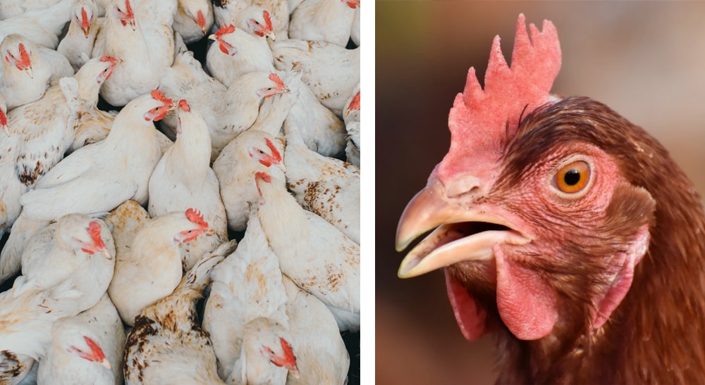 Chicken with opened beak due to heat stress