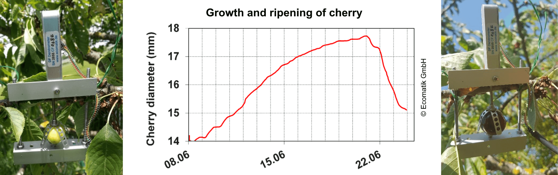 cherry ripening process measured