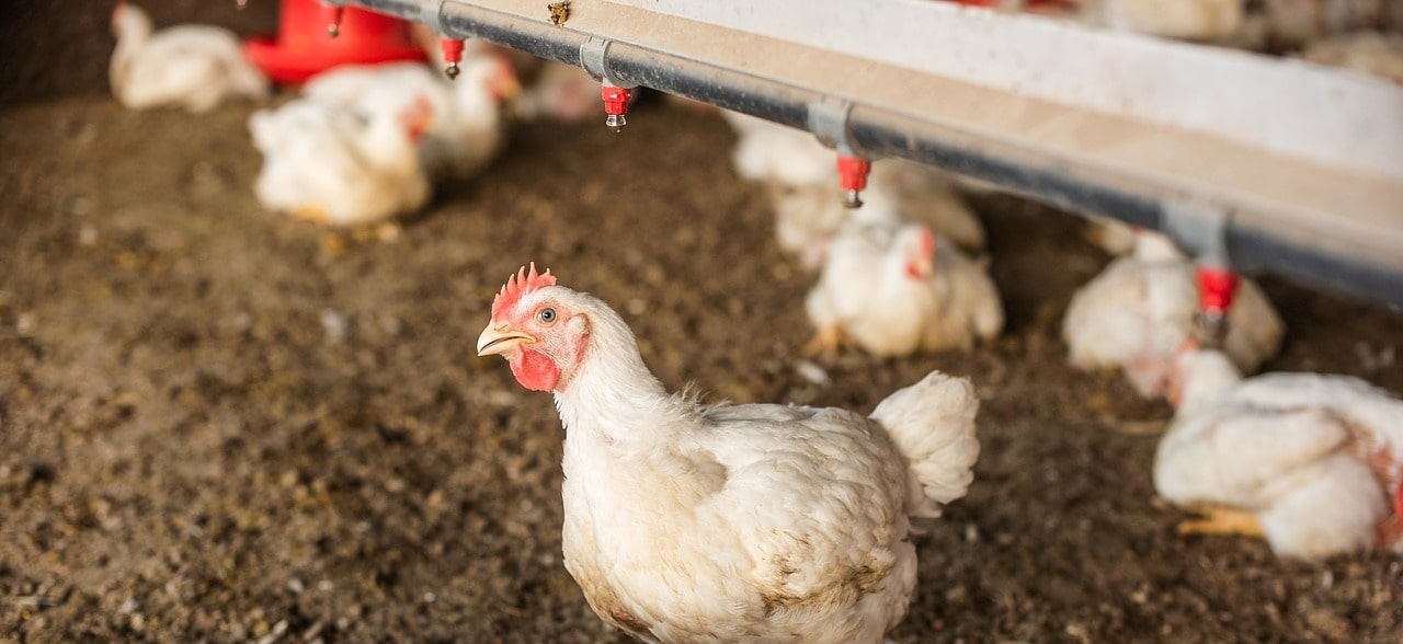 broiler chicks with drinking nipple