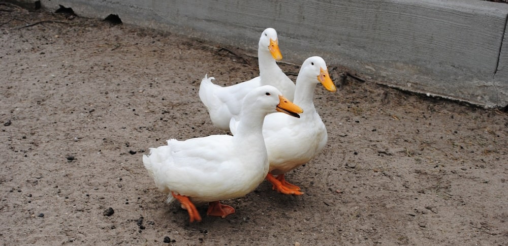 eenden op een boerderij