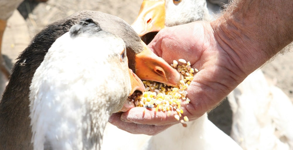 Geese eating feed out of a hand