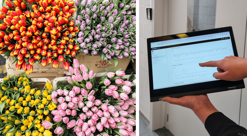 Temperatuurbewaking voor snijbloemen en bloemenvervoer