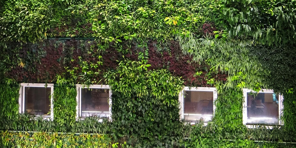 green wall