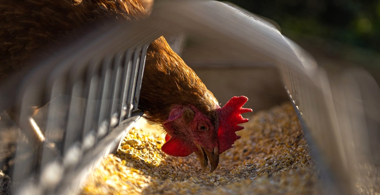 chicken eating in feeding trough