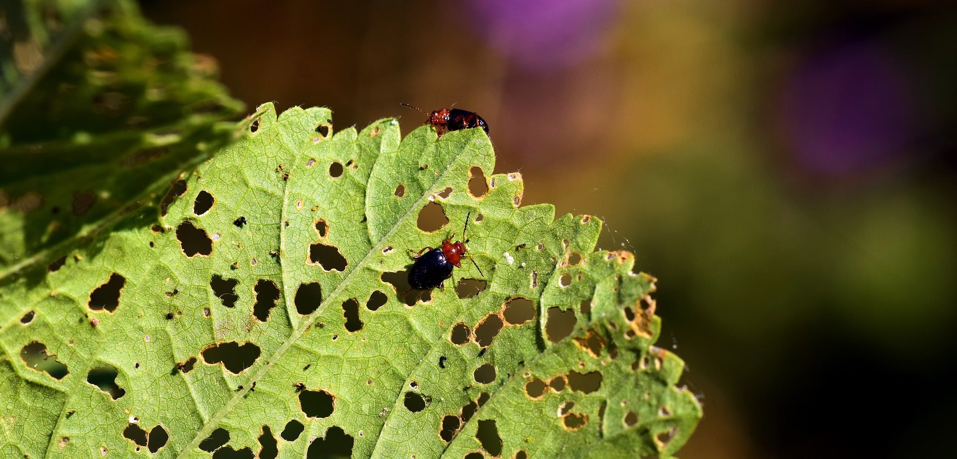 pests eating a leaf