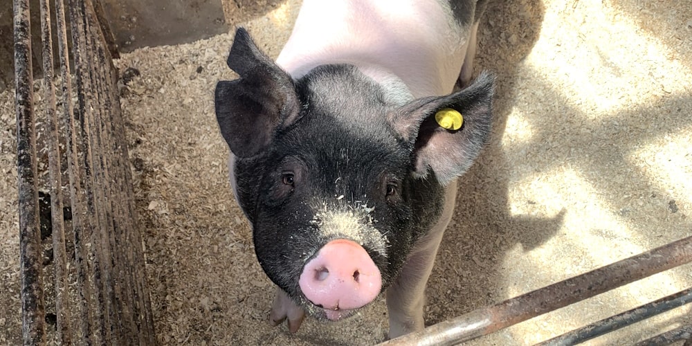 A pig with a dusty snout from its wood shavings bedding