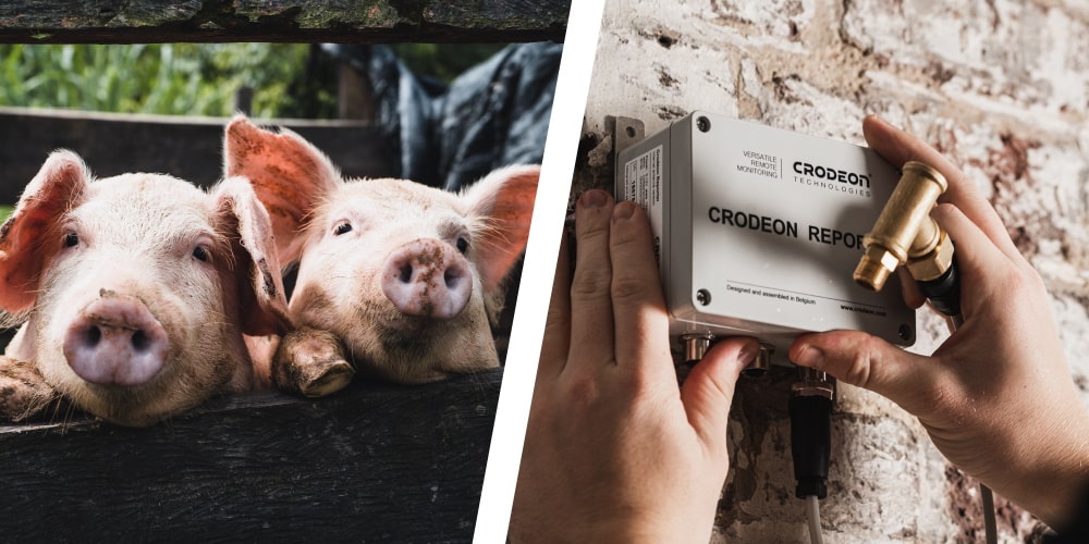 pig monitoring internet of things