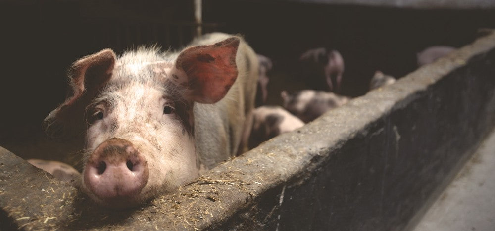 measuring lux pigs