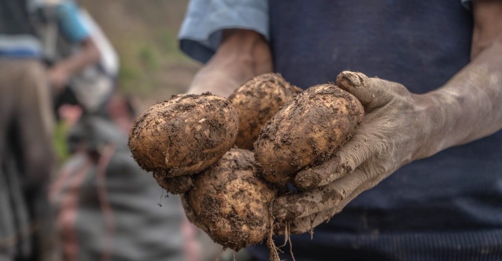 long term potato storage