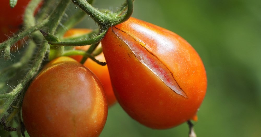 split tomato