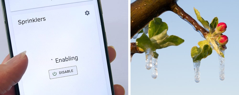 Left: sprinklers being activated on the Crodeon Dashboard for Frost management. Right: frozen blossoms