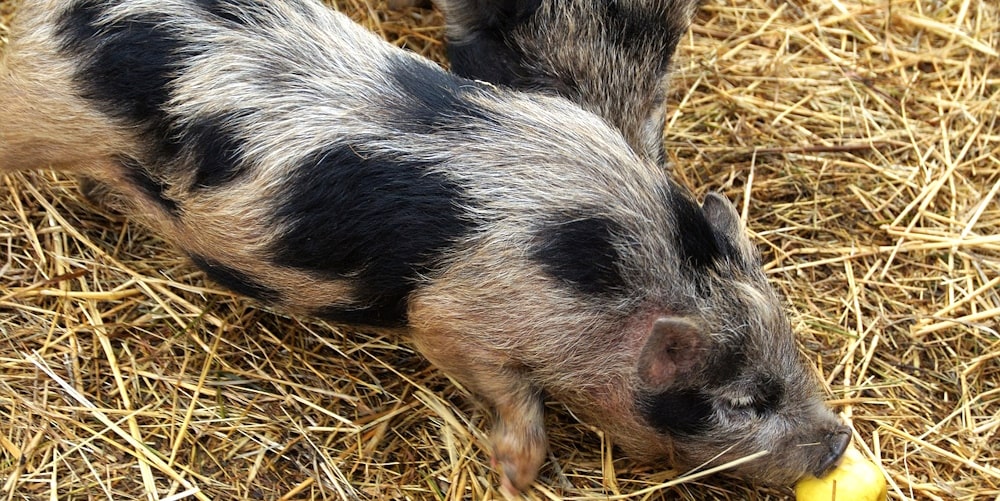 A farm pig on straw bedding eating an apple