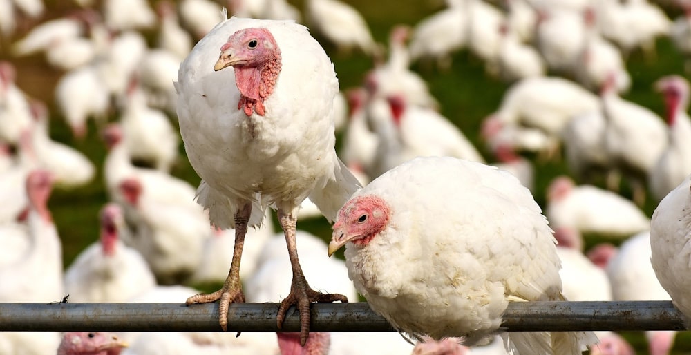 Turkeys being outside on a turkey farm