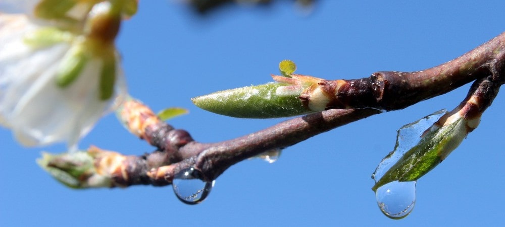 natte tak met bladknoppen en bloesems