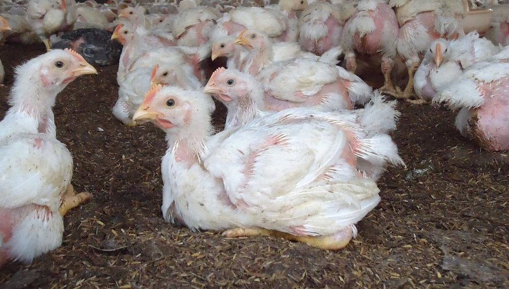 young broiler chickens on a poultry farm