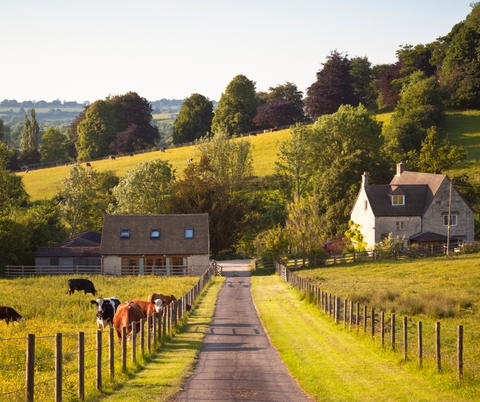 European farmhouse in rolling hills of europe with cattle at the fence