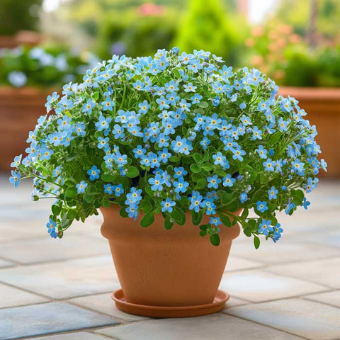 forget me not flowers in a pot
