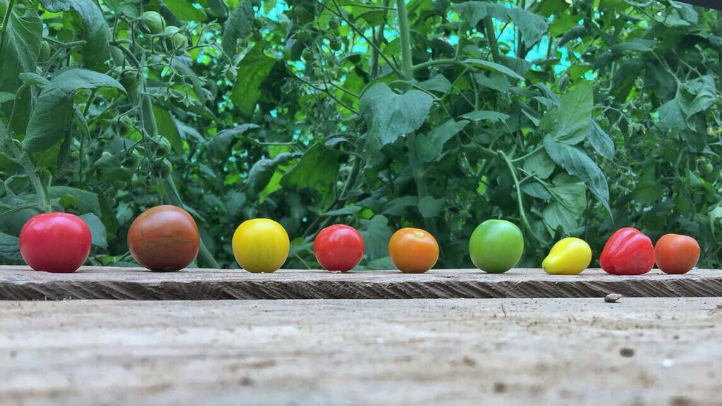 tipos de Tomates colombianos