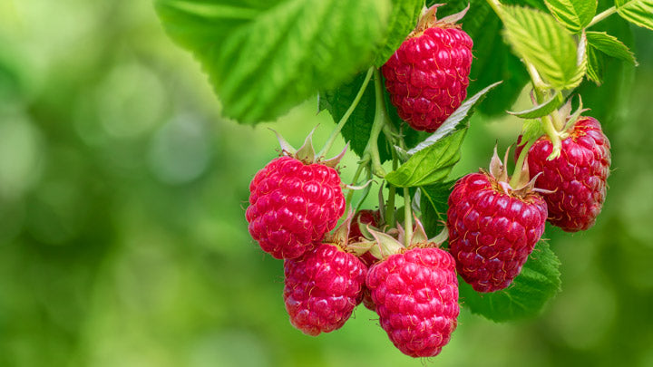 Raspberry Ketone