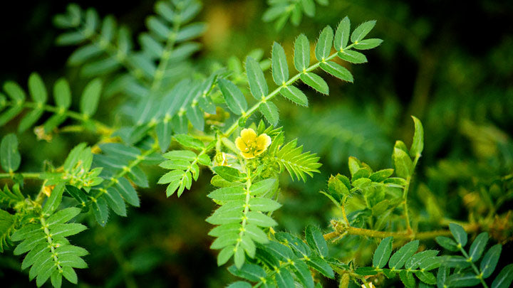 Tribulus Terrestris