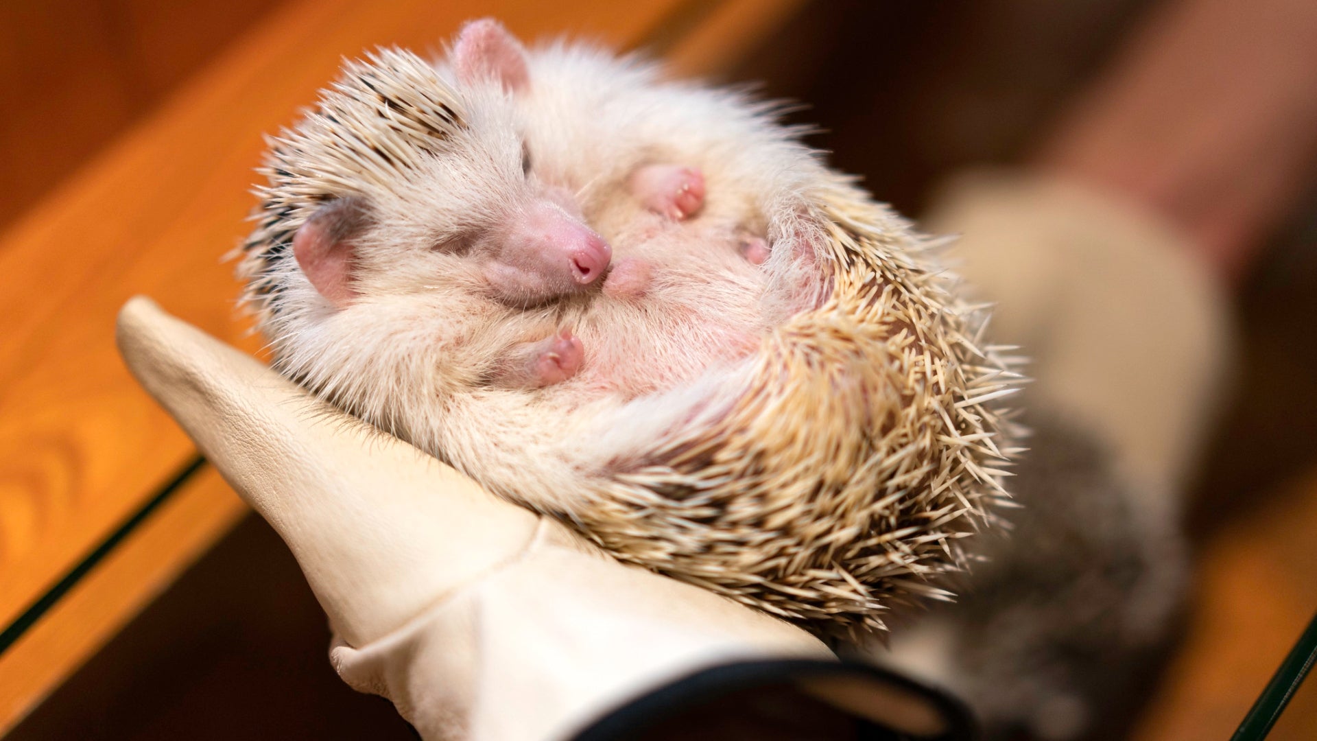 Hedgehog Cafe - una delle 5 cose insolite da fare a Tokyo