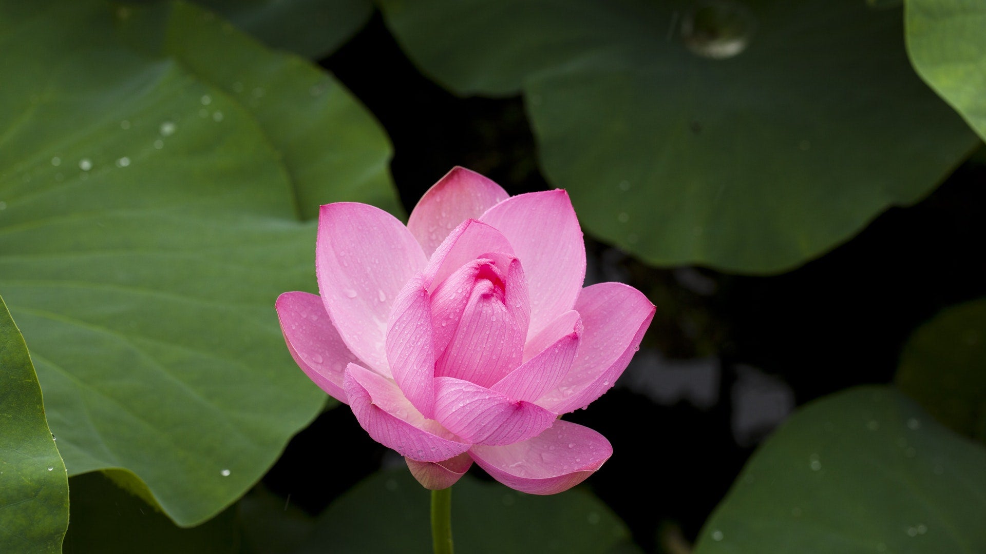Fiore di loto rosa. Fiori di Loto: Caratteristiche, Significato e Leggenda