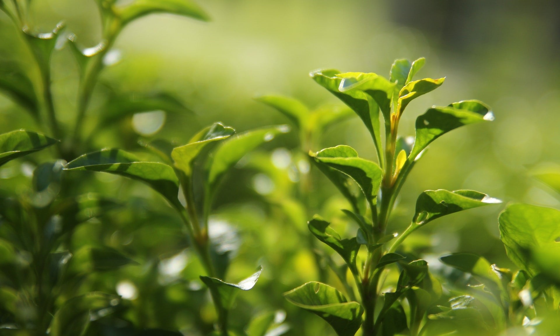 Pianta di tè verde da cui si ricava il tè matcha