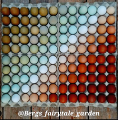 æg i mange farver