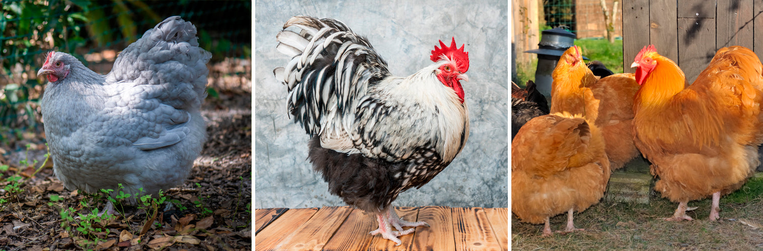 Orpington høns som havehøns - læs vores bedste råd hos Rosenbud