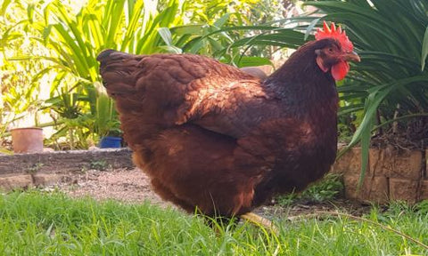 Rhode Island Red som hønserace til nybegyndere