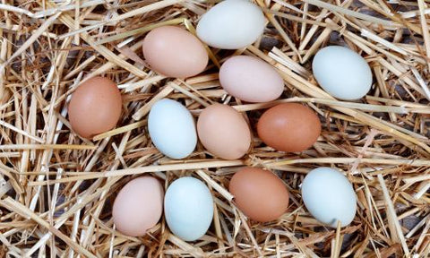 Easter eggers - farvede æg hønseracer