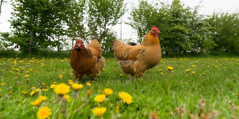 Høns kan også drømme - sjove facts om høns