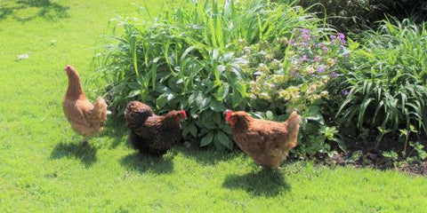 Høns i haven - de bedste tips