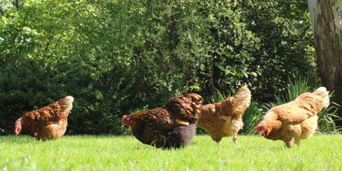 Bør høns gå frit i haven?