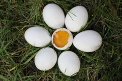 helt hvide æg