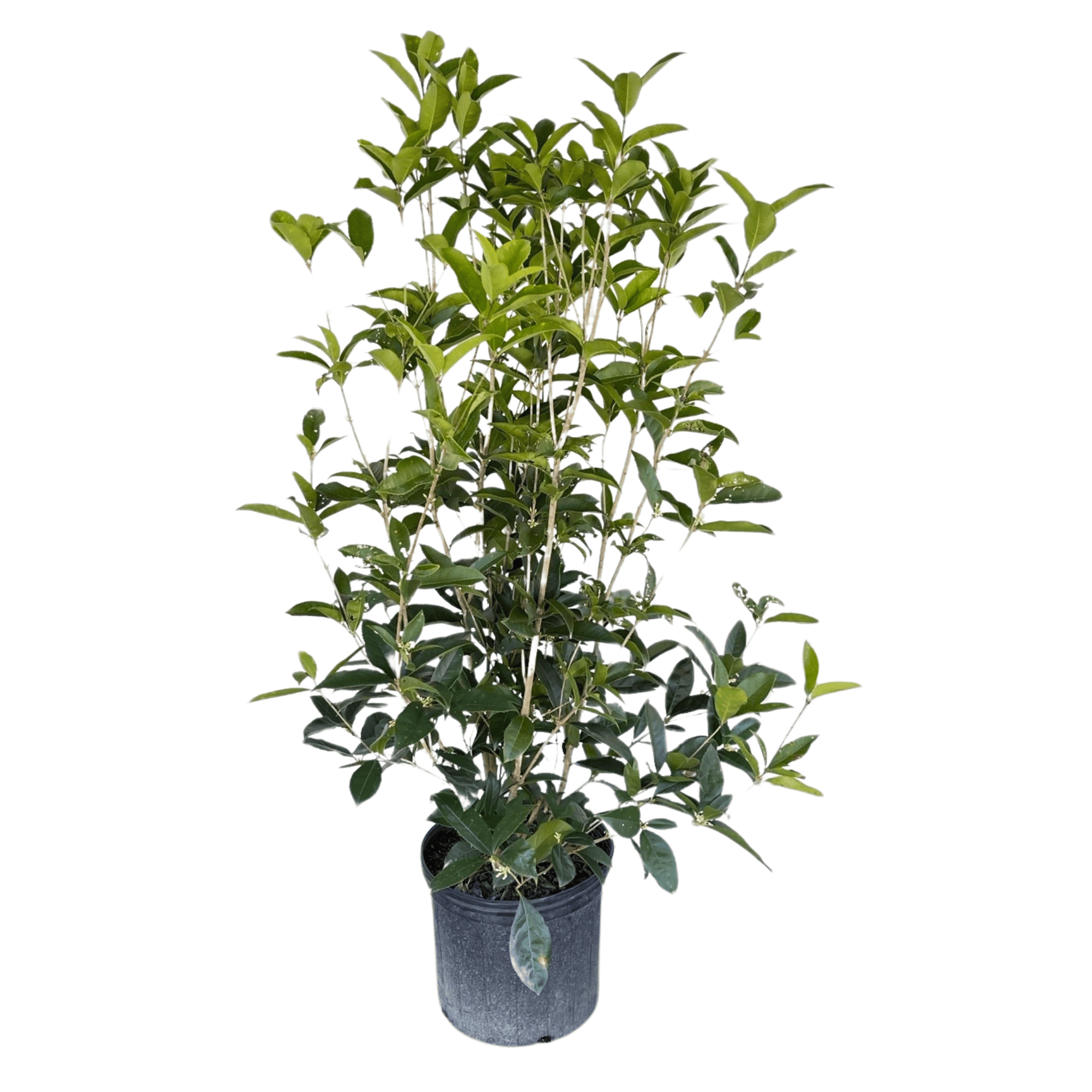 Fragrant Tea Olive 3-gallon Potted Plant - 'Osmanthus fragrans' - Glossy Green Foliage - Live Potted Plant Shipped from Hand Picked Nursery