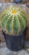 Notocactus magnificus "Balloon Cactus" - 2.5"