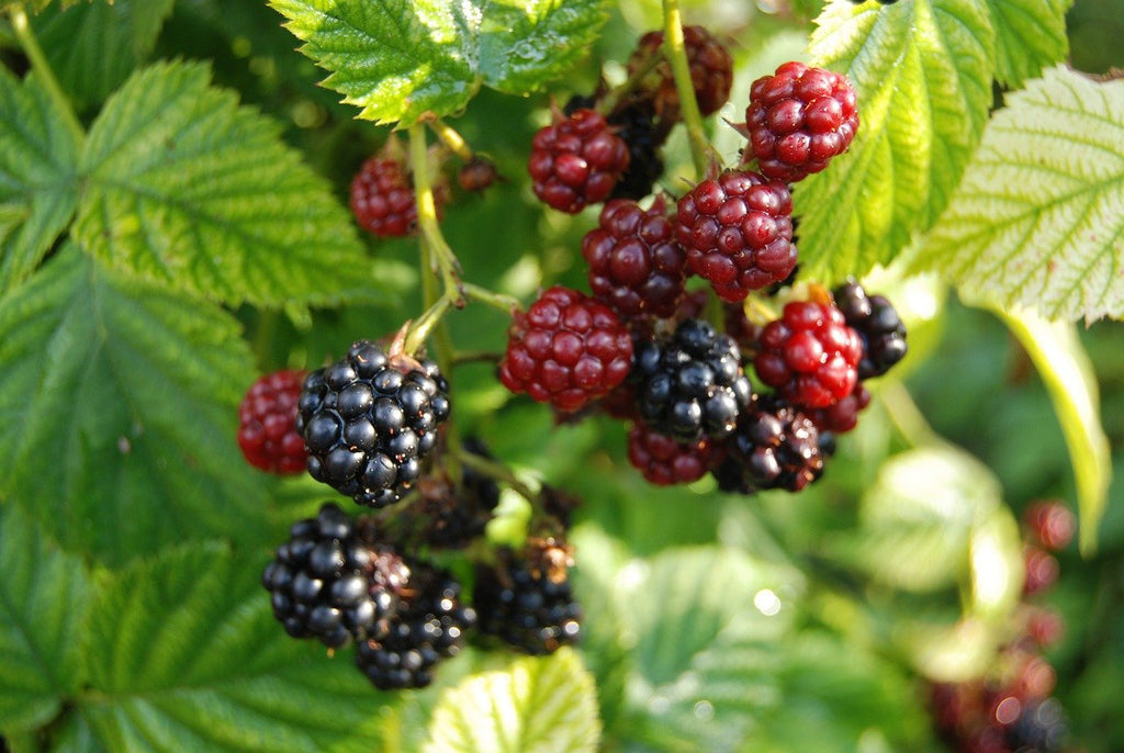 Triple Crown Blackberry plantsBUY 4 GET 1 FreeNon GMOFree Shipping
