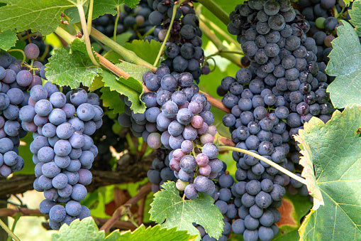 Pinot Noir Grape Vine - 1 Bare Root Live Plant ***PREORDER ship in Apr –  Hand Picked Nursery