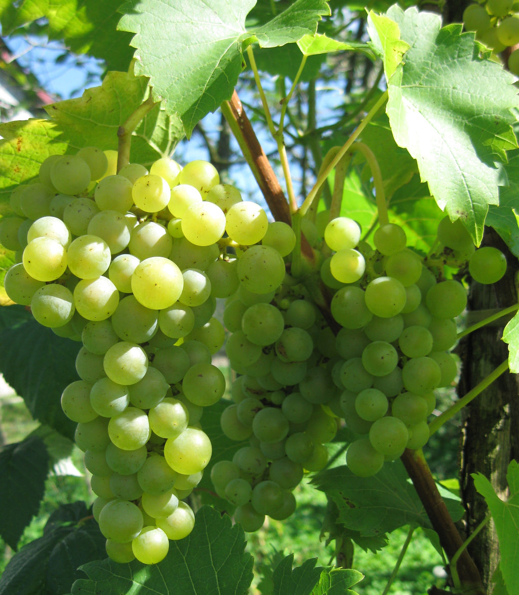 Cabernet Franc Grape Vine - 1 Bare Root Live Plant