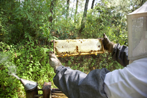Qué es la cera de abeja y cuándo la producen. – Miel Sabinares del Arlanza