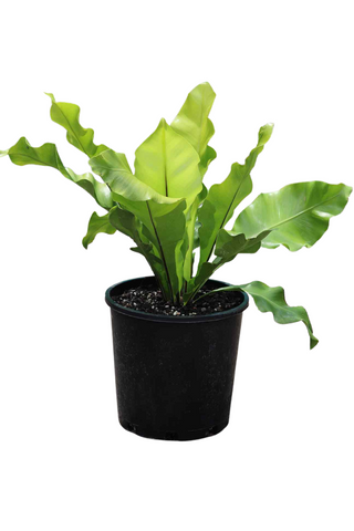 Wholesale Plants Indoor plants