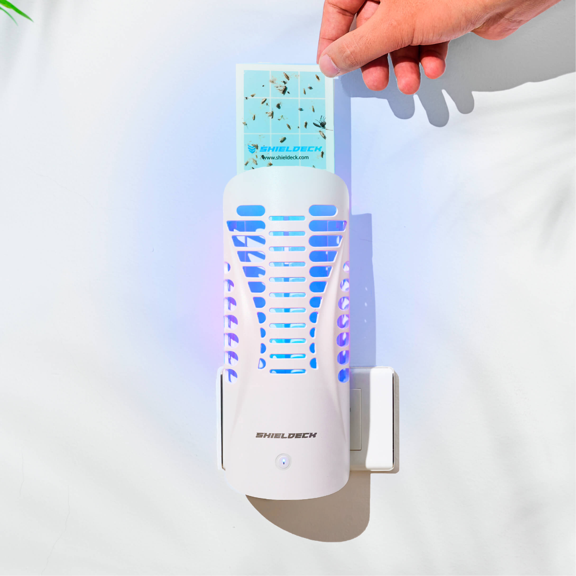 Shieldeck Insect Trap