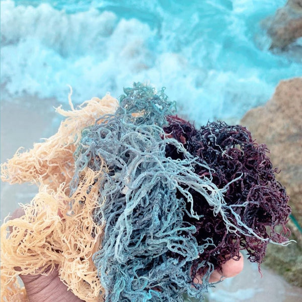 What are the Differences Between the Different Colors of Sea Moss? – The Sea  Moss Guy Inc.