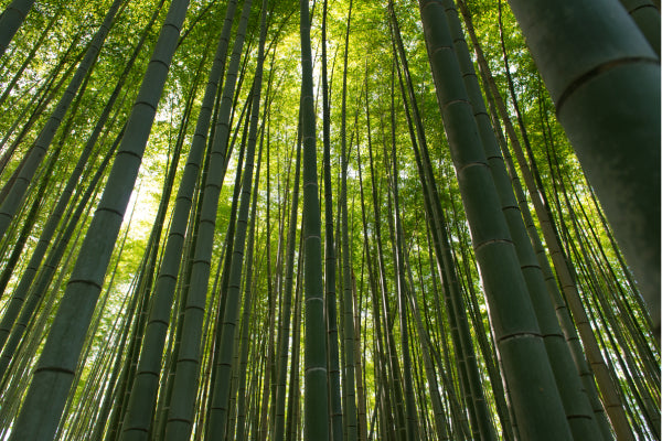 características del bambú