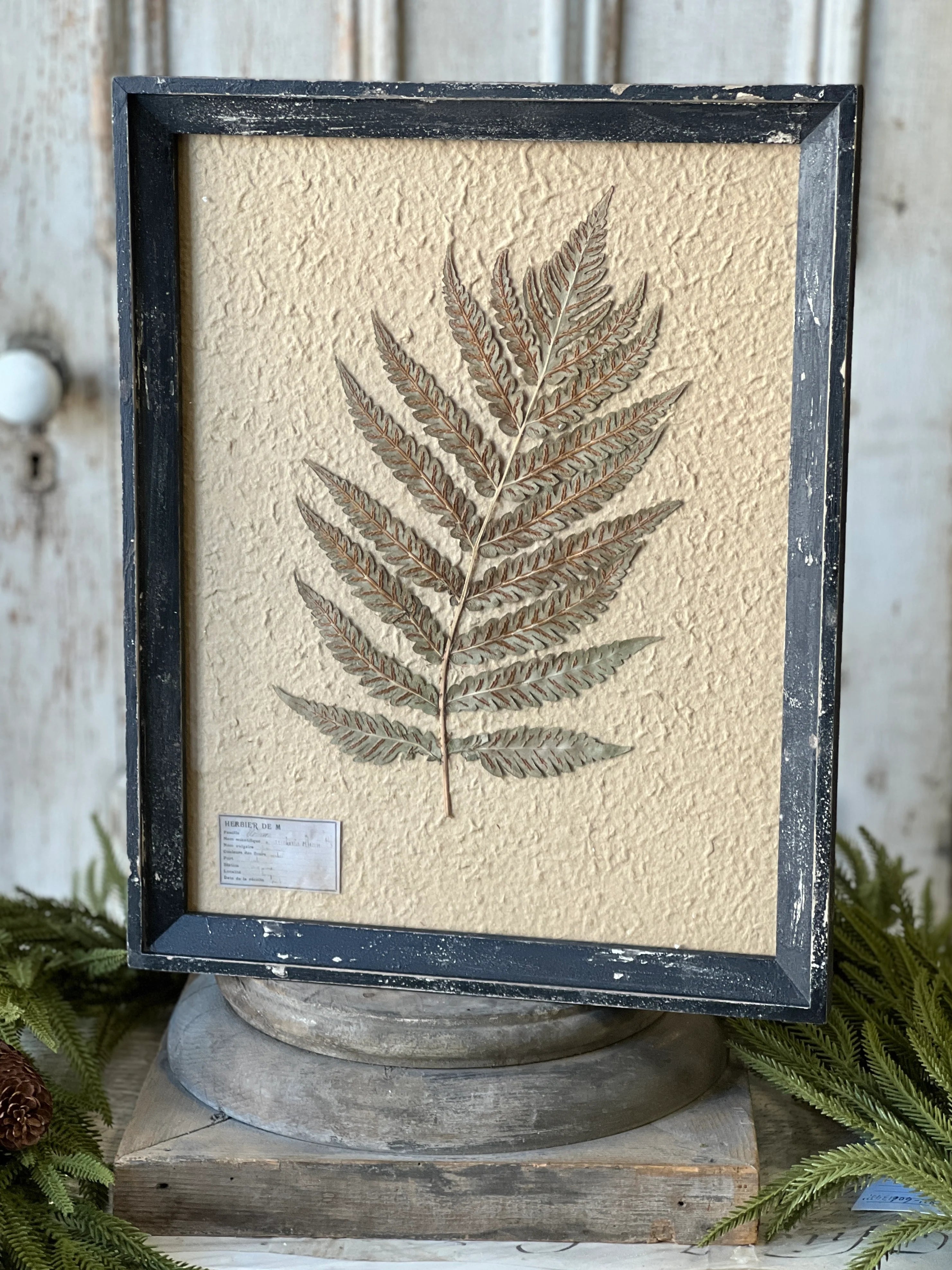 19.5" Framed Herbarium No. 2