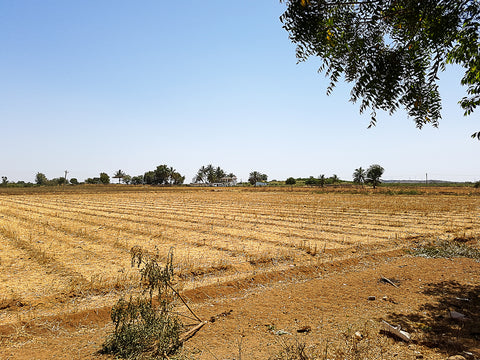 fields near ajrkahpur gujarat